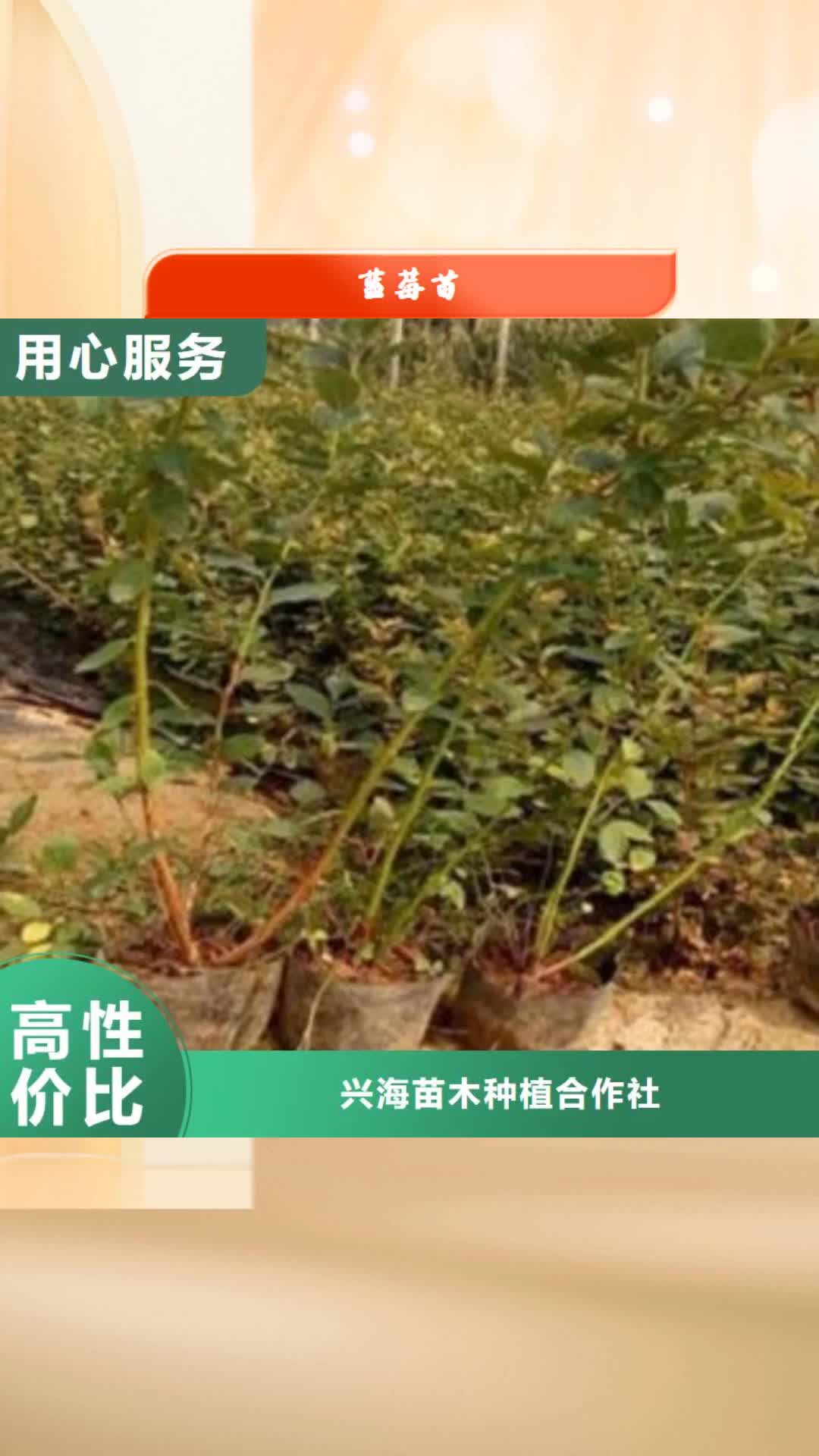 【珠海 蓝莓苗 桃树苗一站式采购商家】