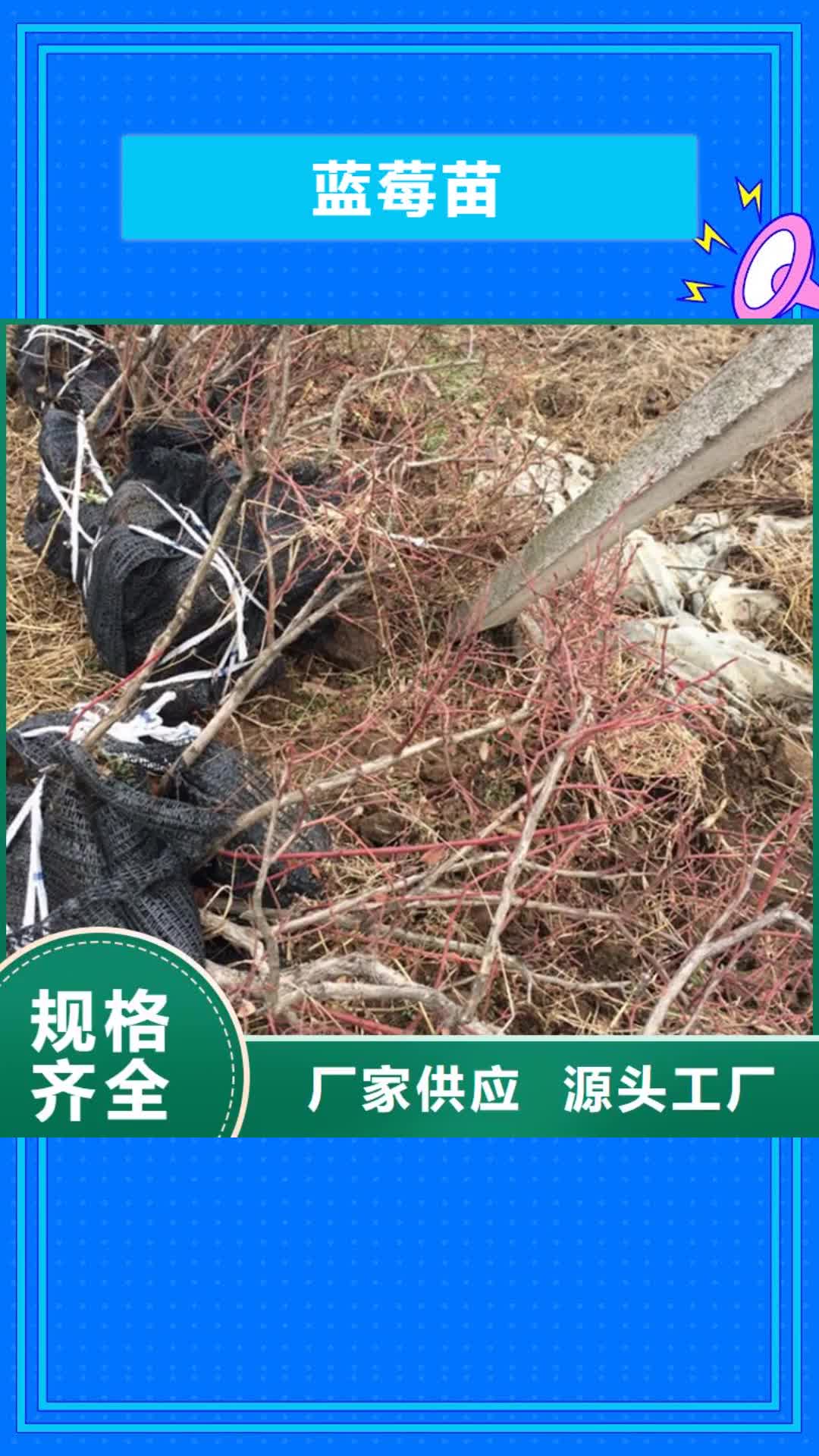 怀化 蓝莓苗【玛瑙红石榴苗】用心做产品