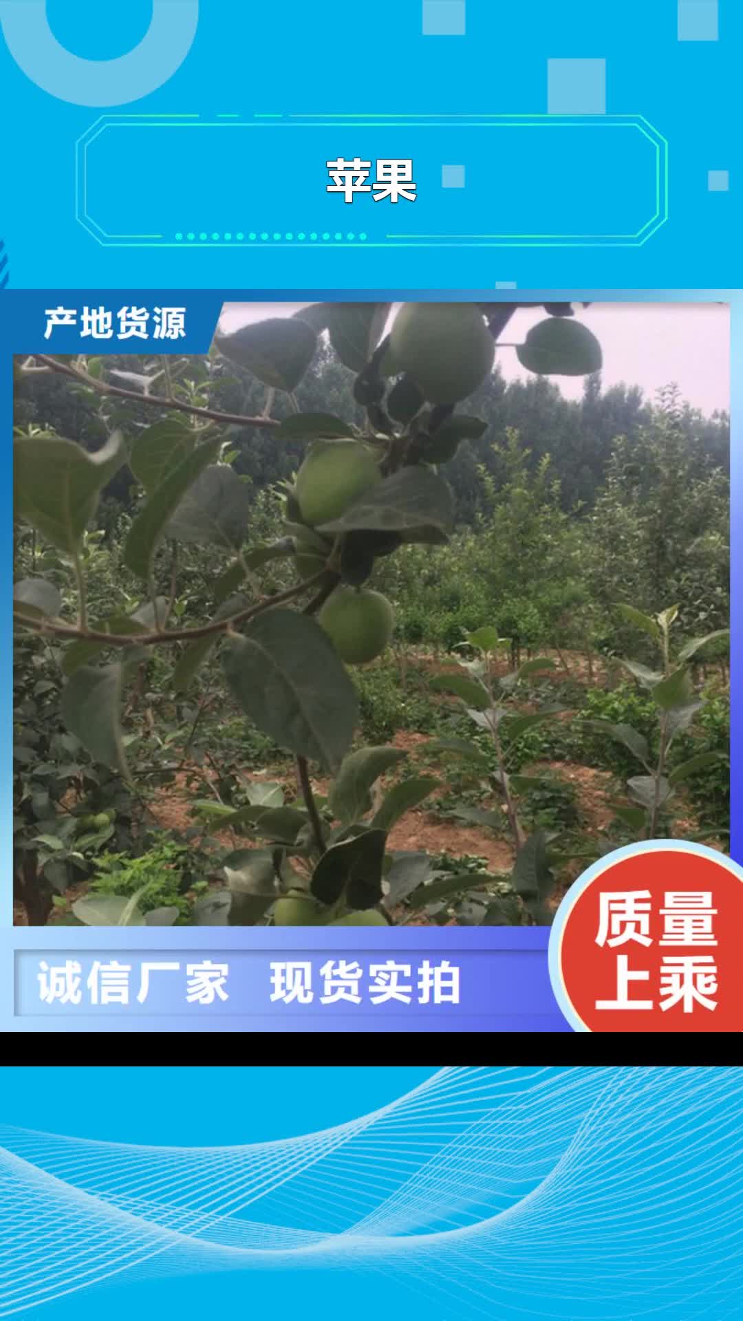 乐山【苹果】 蓝莓苗质量不佳尽管来找我