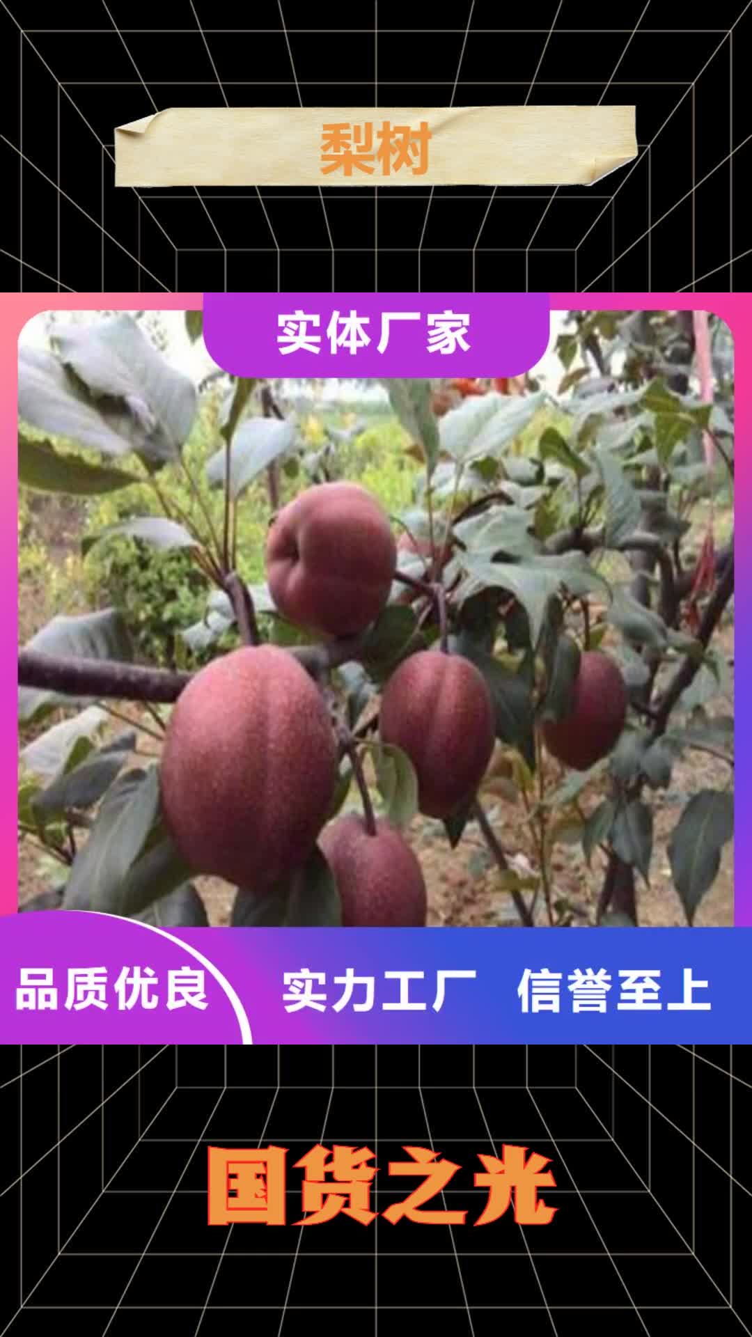 阿拉善【梨树】,樱桃苗支持定制加工