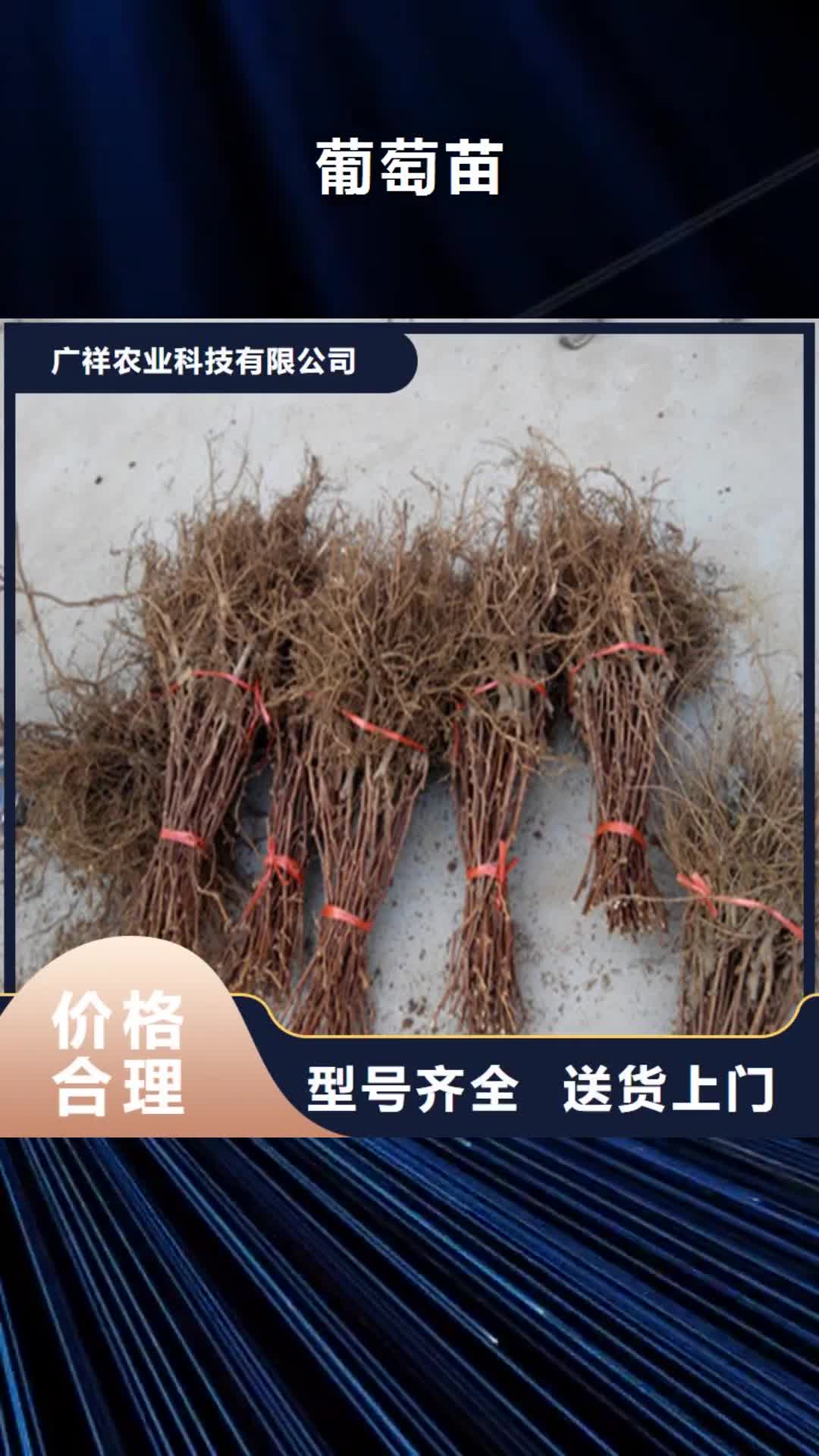 绍兴 葡萄苗,【大棚草莓苗】高品质现货销售