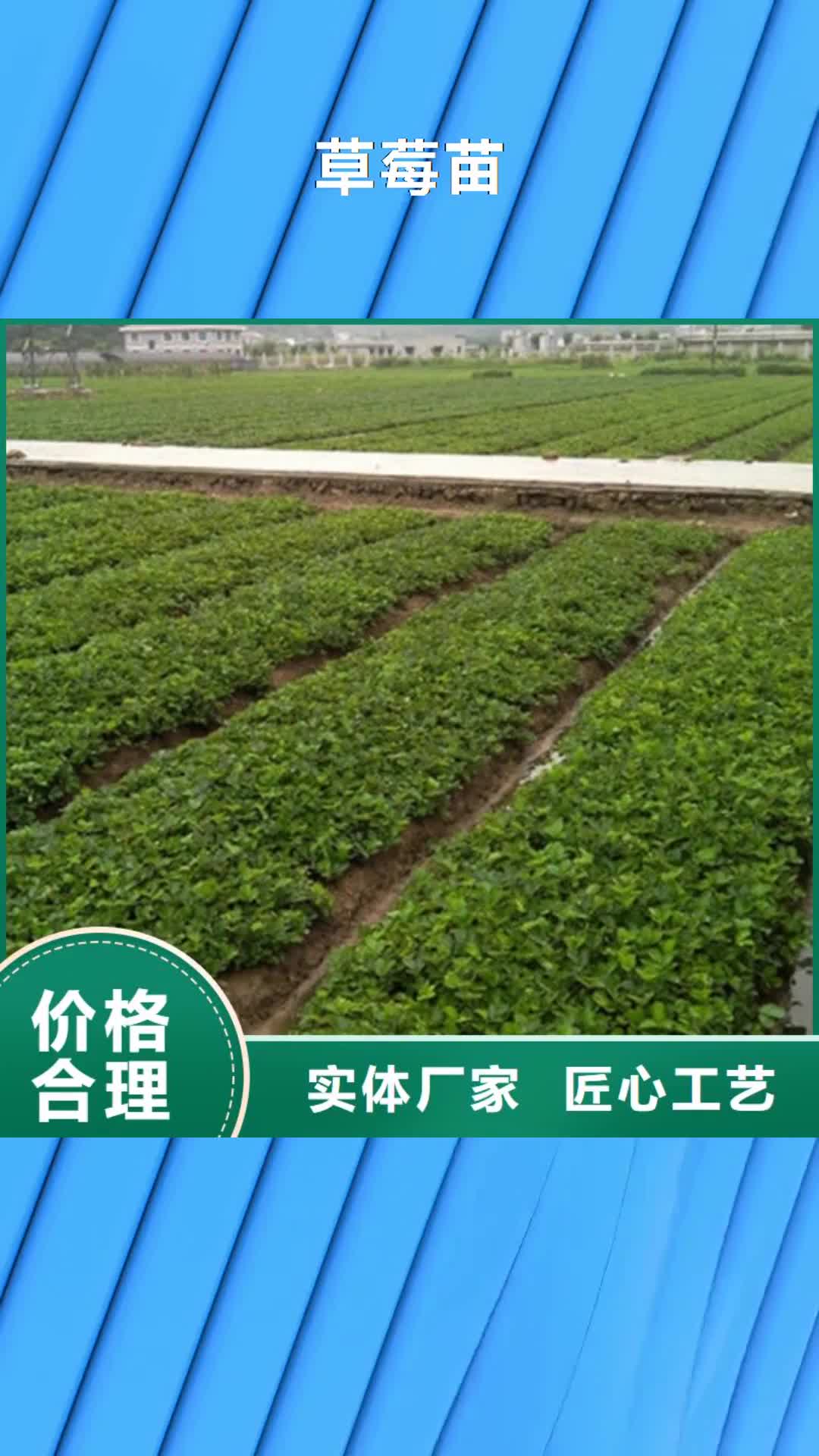 【南宁 草莓苗-苹果苗基地实时报价】