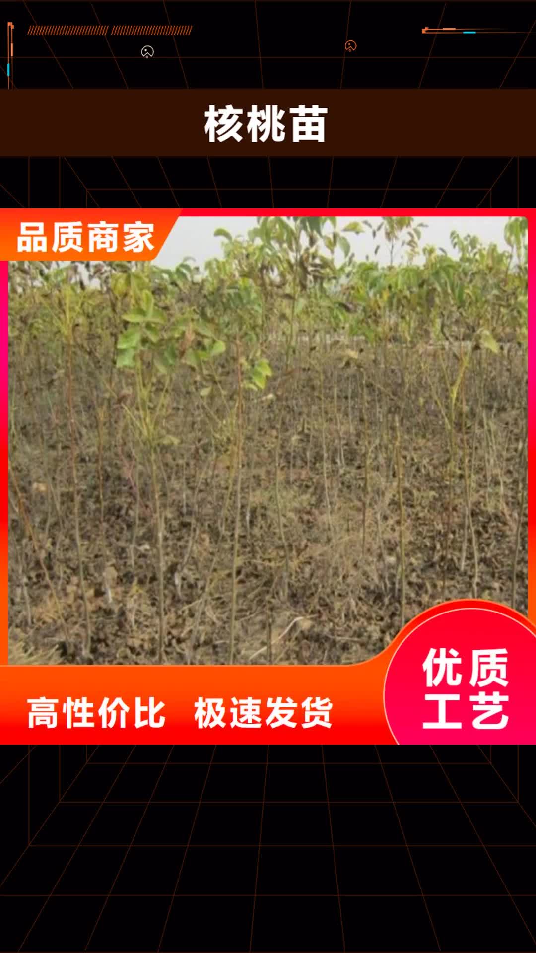 靖江【核桃苗】 果树苗当地厂家值得信赖