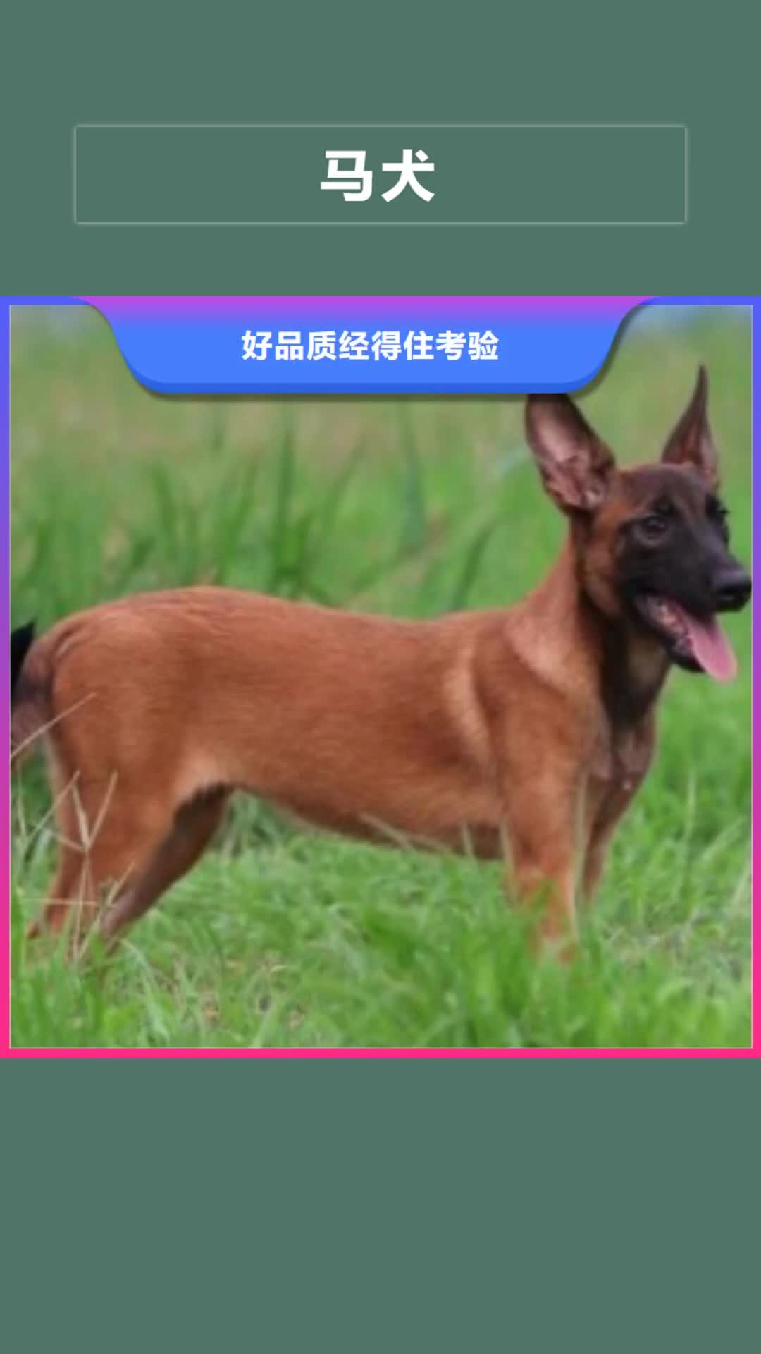 四平【马犬】-比特犬定制速度快工期短