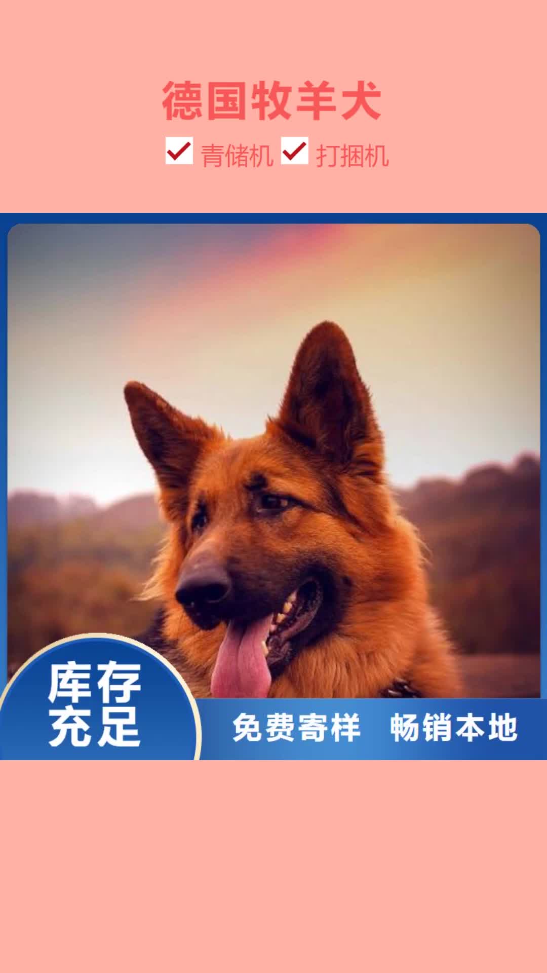 【鄂州 德国牧羊犬,比特犬厂家】