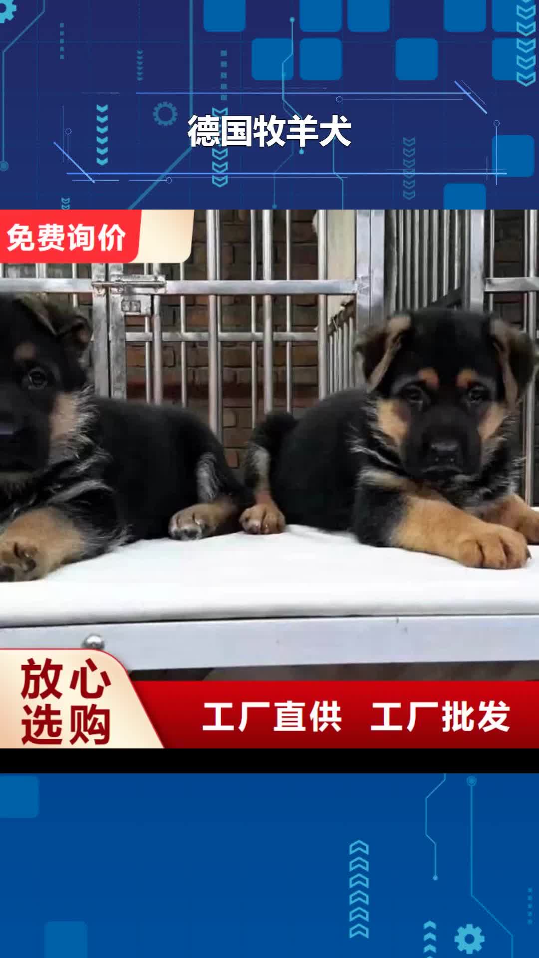 锡林郭勒【德国牧羊犬】_马犬现货充足